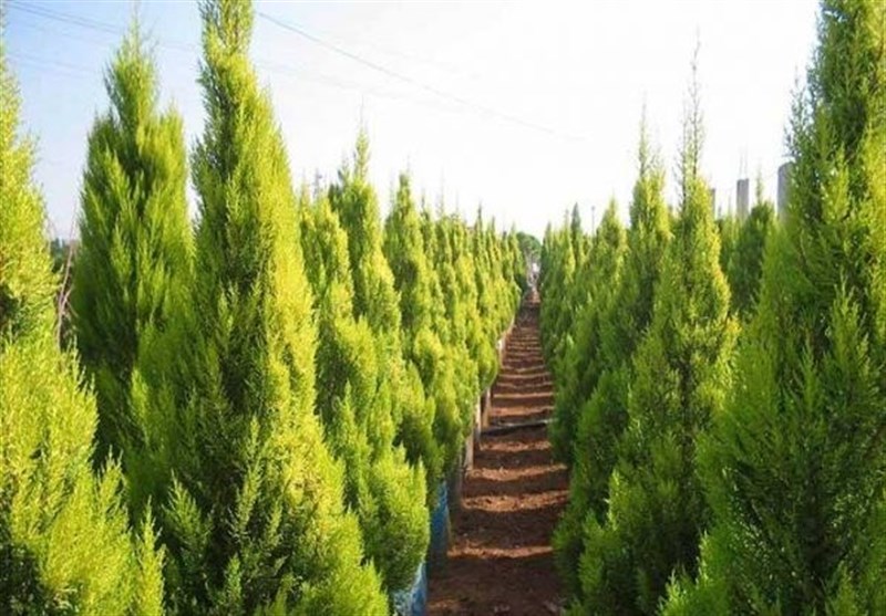 دیوار سبز چین؛ بزرگترین پروژه آبخیزداری جهان